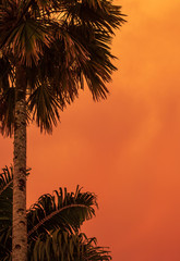 Palmera sobre atardecer