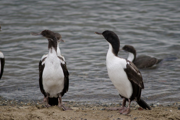 Fototapeta premium Imperial shags in the coast of Punta Arenas.