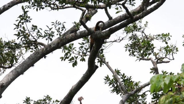 Spider Monkeys feeding in trees in Rincon de la Vieja NP Costa Rica