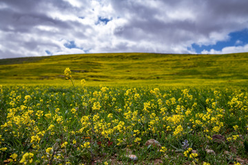 Obraz premium Blooming mustard at Judaean desert