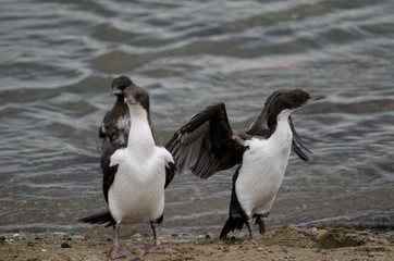 Imperial shags in the coast of Punta Arenas.