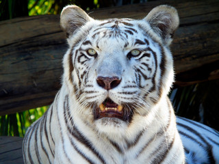 White Tiger