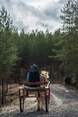 Woman driving horsedrawn carriage