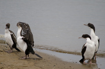 Imperial shags in the coast of Punta Arenas.