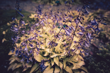 Purple flowers in garden