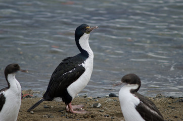 Imperial shags in the coast of Punta Arenas.