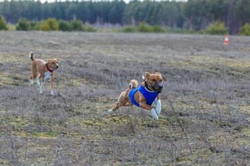 Coursing. Basenji dogs runs across the field