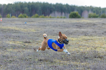 Coursing. Basenji dogs runs across the field