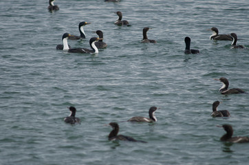 Imperial shags in the coast of Punta Arenas.