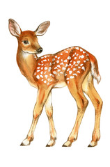 Watercolor Baby Deer. Hand Painted Fawn. Illustration isolated on white background.