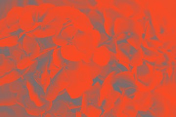 Orange lush lava and gray colors hydrangea or hortensia flower background