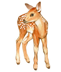 Watercolor Baby Deer. Hand Painted Fawn. Illustration isolated on white background.