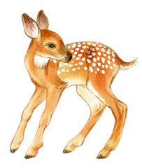 Watercolor Baby Deer. Hand Painted Fawn. Illustration isolated on white background.