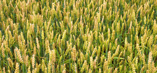 Growing crop on field texture. Almost ripe rye bg image. Ripening rye ears background. Wheat green and beige spikes, summer day, wallpaper. Maturing rye spikelets desktop pattern.