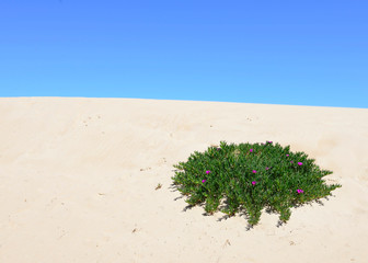 Bush of Hottentots Fig with circular shape on the sand of a dune 