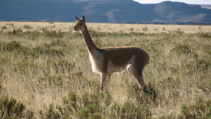 Vicuña Savaje