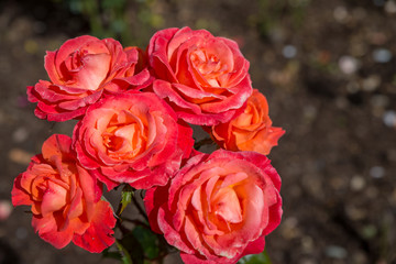 Taihape Sunset flowers in garden