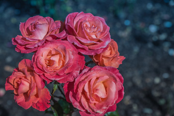 Taihape Sunset flowers in garden