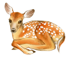Watercolor Baby Deer on green grass. Hand Painted Fawn. Illustration isolated on white background.