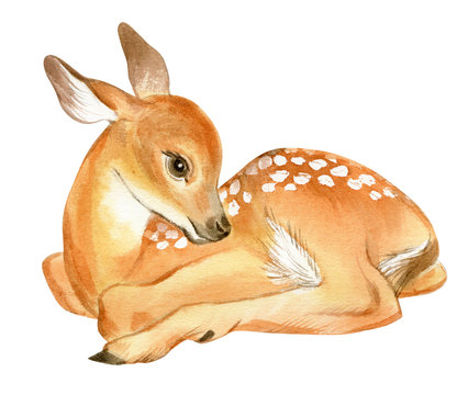 Watercolor Baby Deer. Hand Painted Fawn Illustration isolated on white background.