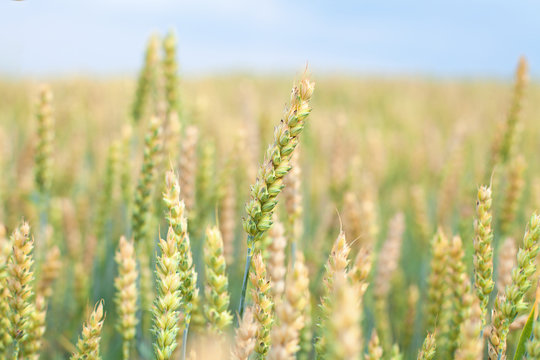 Growing crop on field. Almost ripe rye. Ripening rye ears, blurred field and sky in background. Wheat green and beige spikes, summer day. Closeup shot of