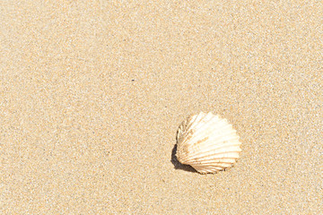 Concha vacía sobre la arena de la playa