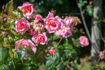 Obraz na płótnie Canvas Candella Roses in garden