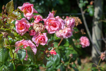 Candella Roses in garden