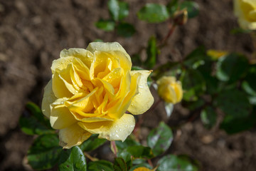 Golden Metal Rose