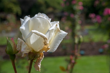 rose in garden
