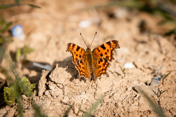 Polygonia c-album