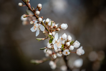 branch of a tree in spring 