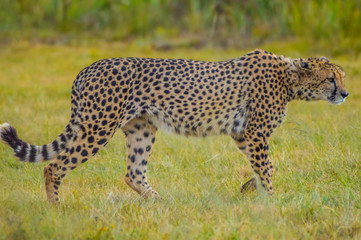 Closeup portrait of a spotted Cheetah in South Africa reserve