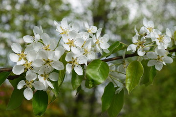 White pear blossom branches on bokeh background