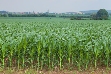 Young cornfield. Ripening corn field. Maize field in summer day. Growing up