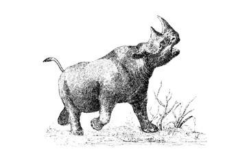 RHINOCEROS - Vintage Engraved Illustration 1889