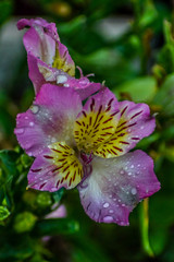 Beuatifl bloom of Inca lily in a garden in South Africa