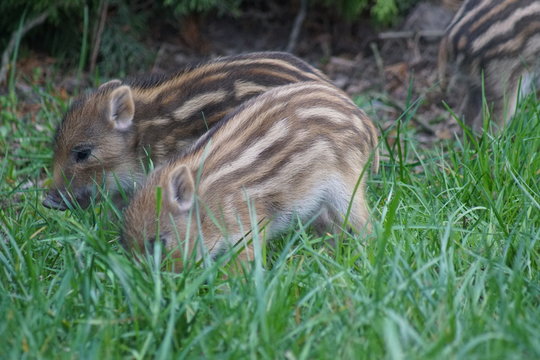 warchlak ,młody dzik ,dzika świnia , dzikie ssaki ,dzik