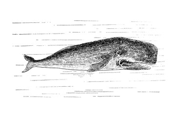 SPERM WHALE - Vintage Engraved Illustration 1889