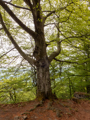 Wanderung auf dem Fernwanderweg Albsteig HW 1 auf der Strecke von Jungingen nach Onstmettingen auf der Schw&auml;bischen Alb.