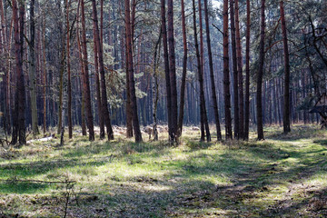 pine woods in forest