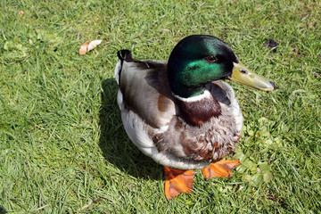 Mallard, Duck, Muscovy duck, Swimming duck, Kellinghusen, Schleswig-Holstein, Germany, Europe