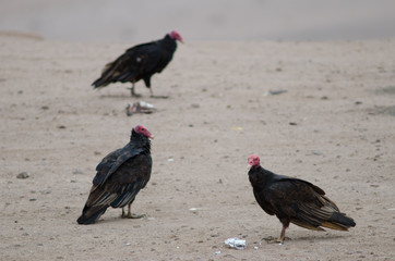 Turkey vultures Cathartes aura in the Lluta valley.