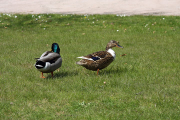 Mallard, Duck, Muscovy duck, Swimming duck, Kellinghusen, Schleswig-Holstein, Germany, Europe