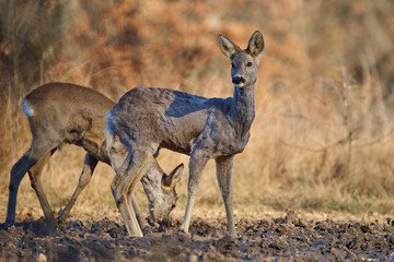 Roe deer group in the forest