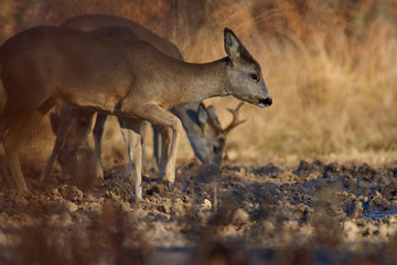 Roe deer group in the forest