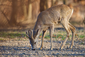 Roebuck in the forest