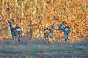 Roe deer group in the forest