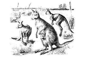 KANGAROO (Macropus giganteus) - Vintage Engraved Illustration 1889 © Walter Cicchetti