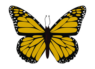 Beautiful butterfly with orange wings, view from above, white background , graphic drawing. Vector illustration.